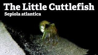 The Little Cuttlefish
