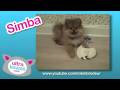 Ultra Kawaii - Super Fluffy Pomeranians