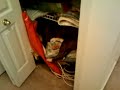 Pitt bull....hiding after he pee on floor