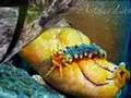 الخياراتْ (Holothurode) الزنبقياتُ (Crinoidea - sea lilies)