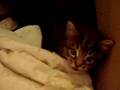 Kittens have been caught