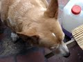 Lara: Proyecto Vomito Lara: Proyecto Vomito