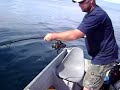 shark fishing