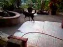 rex the dog rex the dog