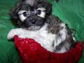 Havanese Puppies! Merry Little Christmas Havanese Puppies! Merry Little Christmas