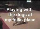 Bongo