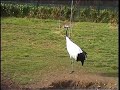 Red Crowned Crane
