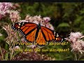 Le Papillon- english sub and trans