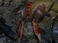 Mud Lobster Freed!