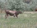 Cow Calf 2006