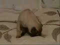Bad Puppy Bad Puppy
