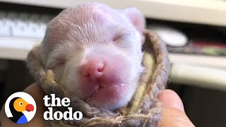 Premature Chihuahua Puppy Loves Growling At His Favorite Toy | The Dodo Little But Fierce by The Dodo