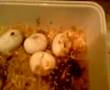 First-eggs-out