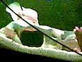 los peces en el acuario