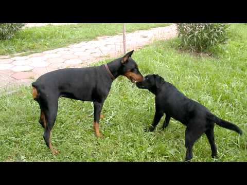 Doberman Pinser