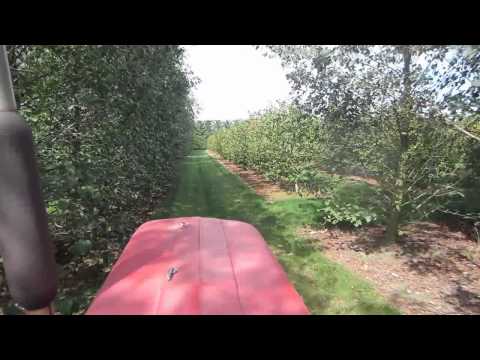 how to harvest walnuts nz