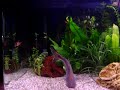 Video of my 125L Ornamental Aquarium [26-10-2008] 