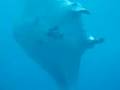 Manta's op Bali