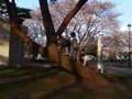 さくらガール動画10