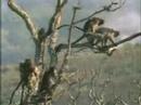 monkey on http://www.crackgreg.com you can see more fun!