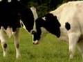 Comment Une Vache Passe-t-elle Sa Journée ?