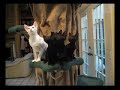 Watch 'Gatitos bailando'