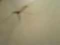 Harkrank i koppel (Crane fly on a leash)