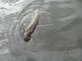 The Fishin\ The Fishin\