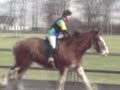 Clydesdale Jumping