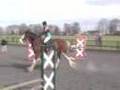 Clydesdale Jumping