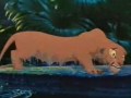the lion king 1/2; Samba the janairo