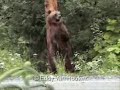roel-h-dancing-bears-phil-kieran-remix.html