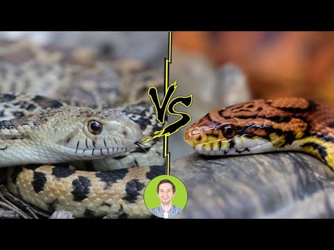 YouTube reptile video
