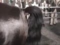 caballo bailador tocandole la banda del recodo (RODRIGUEZ)