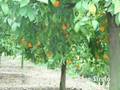 videos de NARANJA ( JERUK SPANYOL)