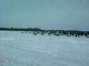 World Championship Dog Sled Races World Championship Dog Sled Races