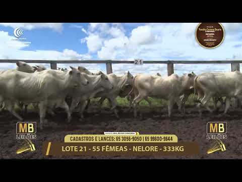 11� LEIL�O FAM�LIA LUCIANO DUARTE E CONVIDADOS