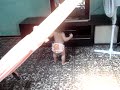 Victória Evellyn dançando Ivete Victória Evellyn dançando Ivete