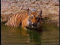 tiger film;mix tiger film;mix