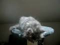 videos de Allevamento Hollycoon - Maine Coon Cats