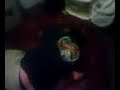Shneebs fights bean bag chair