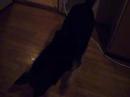 Dog chasing shadows