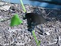 Pipevine Butterfly Laying Eggs Pipevine Butterfly Laying Eggs