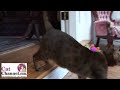 Cat Clicker Training 6: Find the Keys - CatChannel.com Cat Clicker Training 6: Find the Keys - CatChannel.com