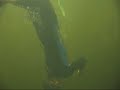 Delphinus\ Delphinus\