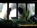 Mei Mei from backyard 梅梅バックヤードから
