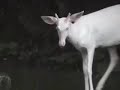 White Deer White Deer