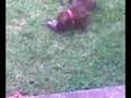 videos de Donna feliz en su nuevo hogar