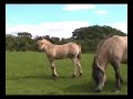 achnacone Highland Ponies achnacone Highland Ponies