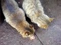 Голодные коты.